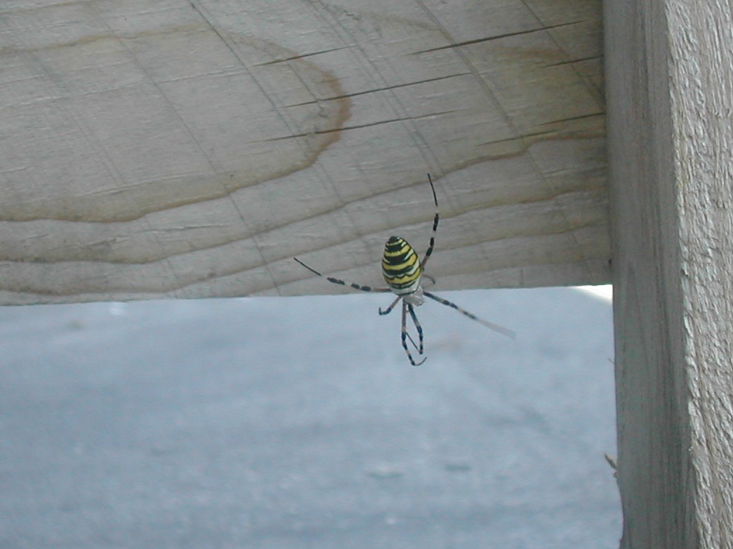 Argiope bruennichi